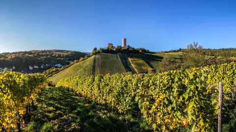 Weinbau im Rheingau
