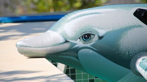 Ein aufblasbarer Delfin im Pool